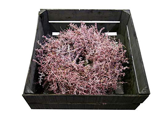 Imeline vahatatud sparglipärg - naturaalne uksepärg jõuludeks - dekoratiivne seinapärg/jõulupärg/vahatatud ripppärg/lauapärg/sparglipärg (Bordeaux, Ø 35cm (1 tk))